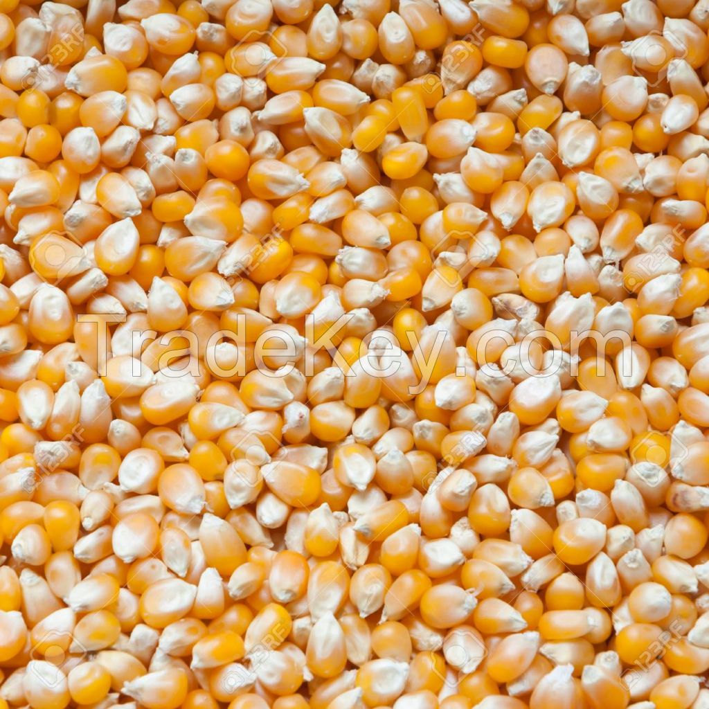 Corn (NON-GMO), Moldova Origin