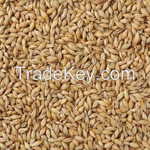 Barley (NON-GMO), Moldova Origin