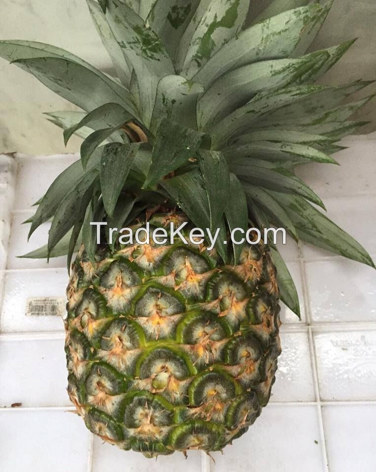 FRESH PINEAPPLE