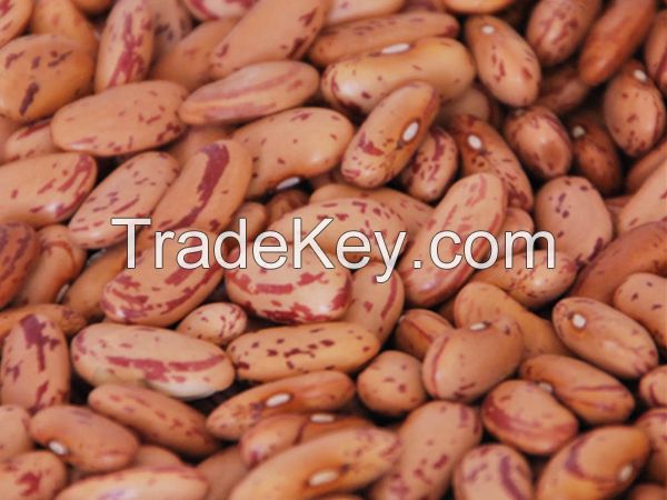 best quality red kidney and sugar beans grains
