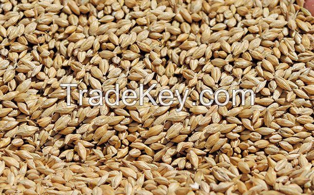 best quality barley grains good price