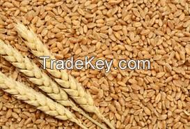 best quality grade spring and winter wheat grains