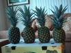 Uncrowned Pineapple