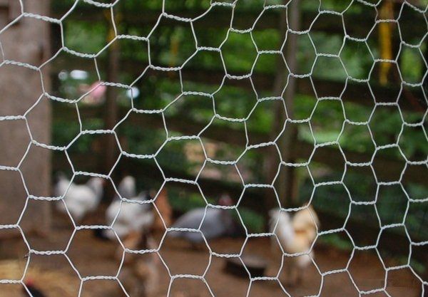 galvanized hexagonal wire mesh wire net chicken wire netting fence
