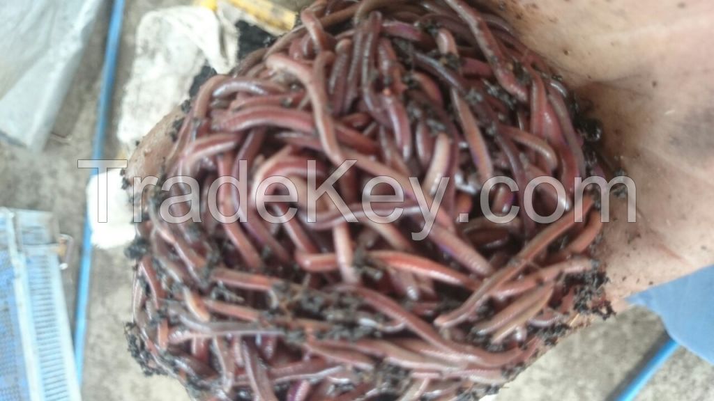 Earthworm (Cacing Tanah)
