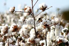 cotton bails