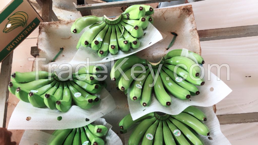 Fresh Banana with best quality from Vietnam