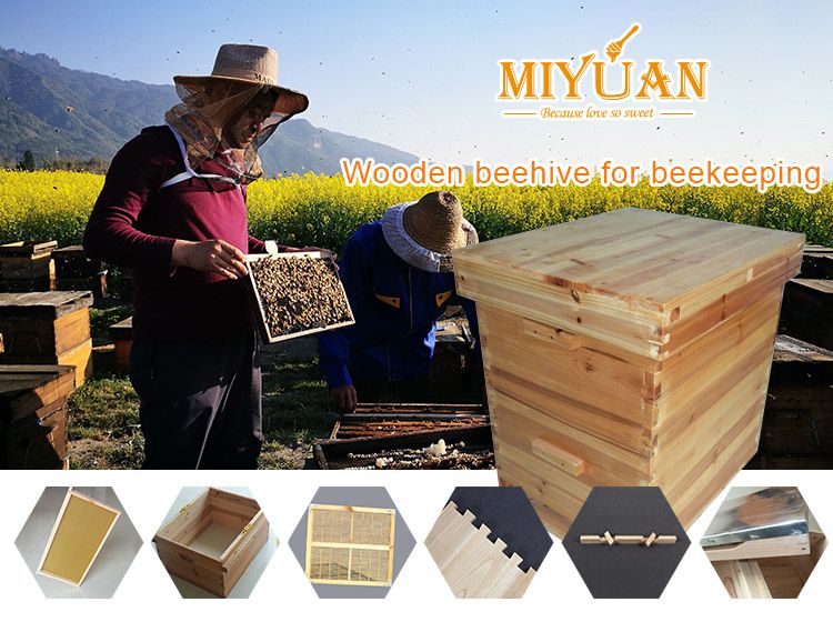 China Wooden bee hive for beekeeping sale beehive with frame