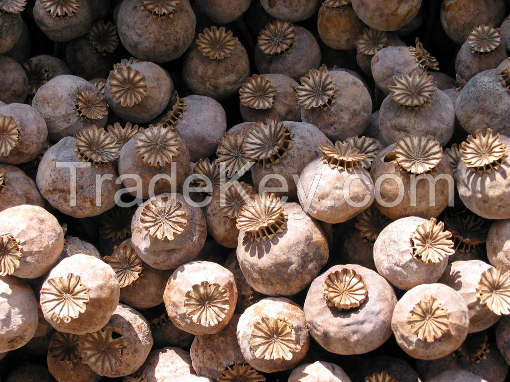 Dried Poppy Pods