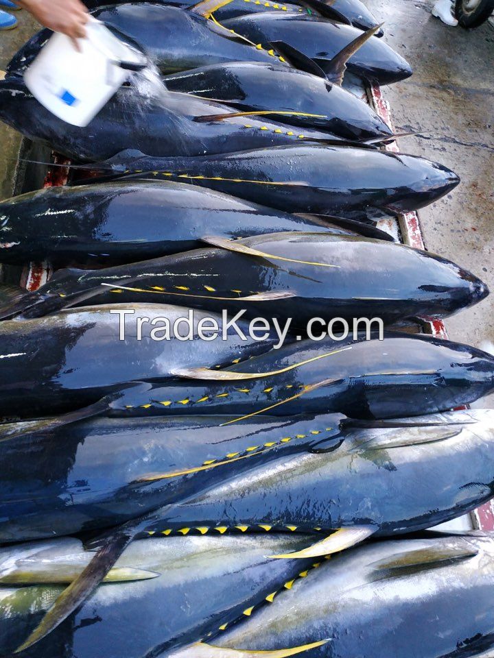 Philippine Tuna