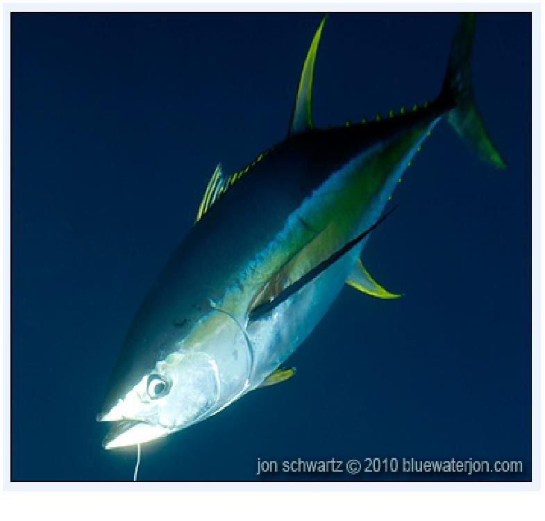 Tuna (Yellow Fin)