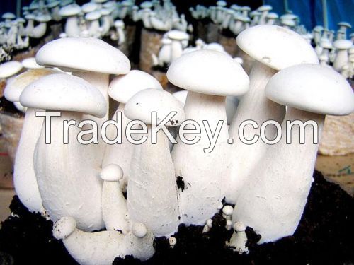 fresh mily white mushrooms