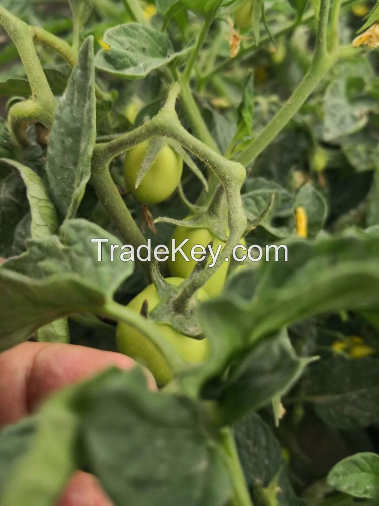 High Yield Hybrid Tomato Seeds Wholesale Price