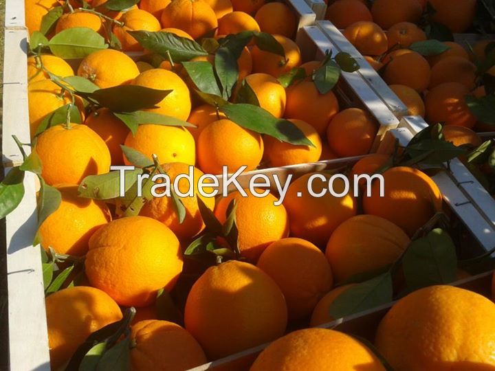 Navel Orange from South Africa