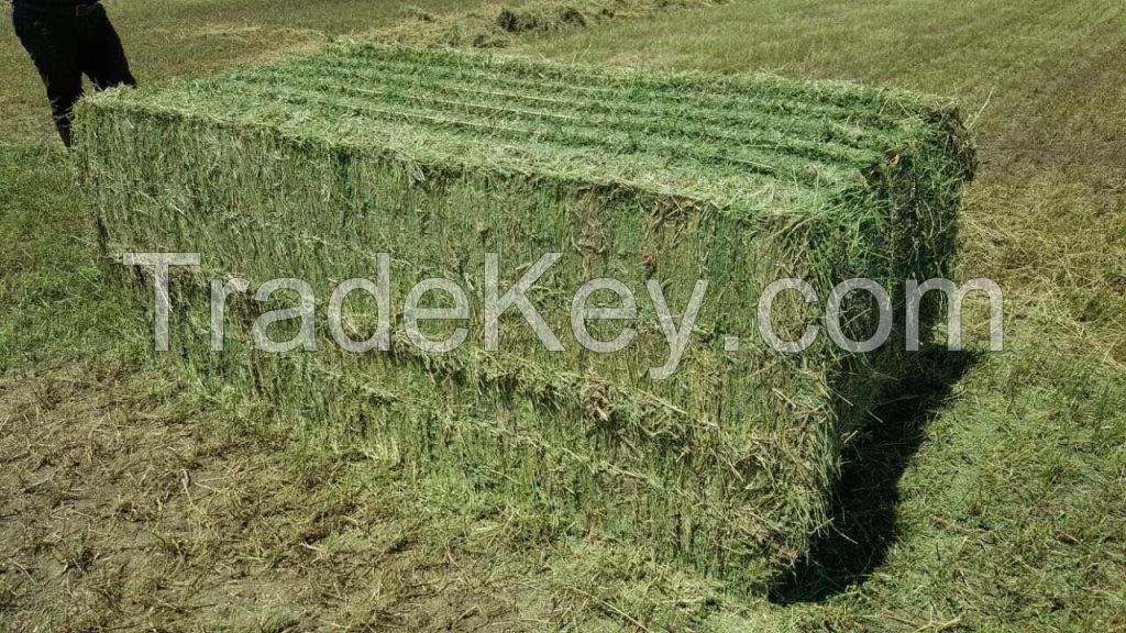 Alfalfa hay and Alfalfa pellets