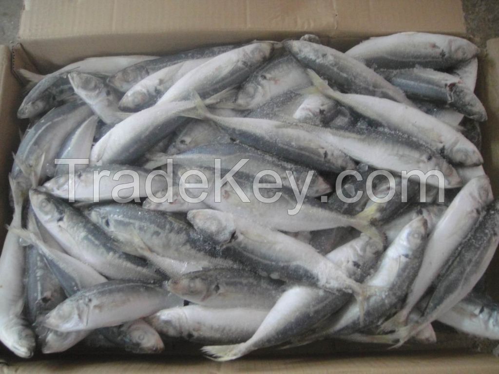 Best quality Excellent Price For High Quality Frozen Mackerel Fish