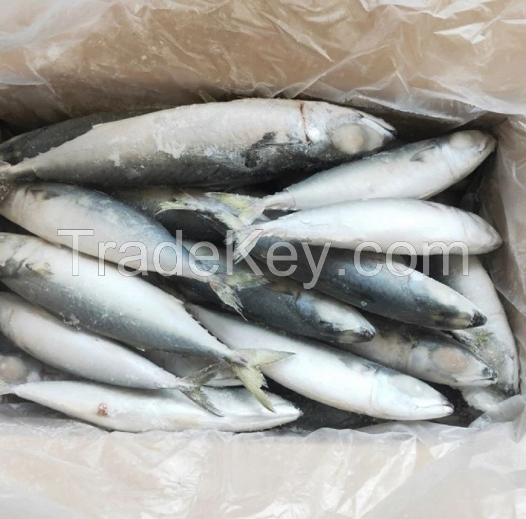 Good Price For Frozen Mackerel Fish  