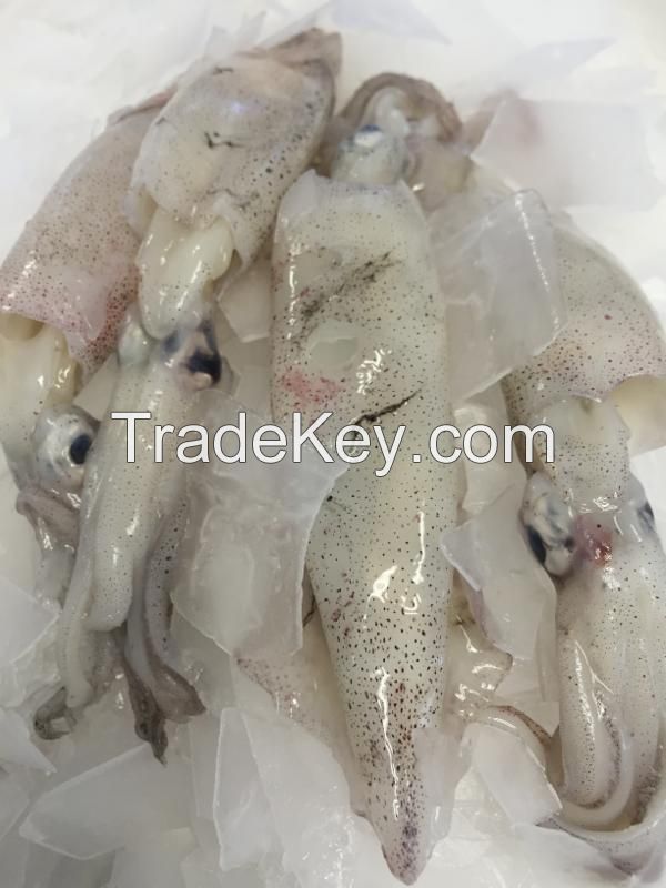 High Quality frozen giant squid/ loligo squid_frozen giant squid roe white squid whole loligo high quality 