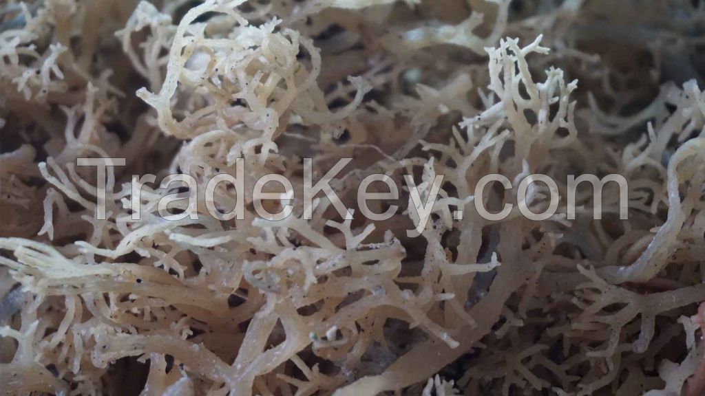 Best Price For Dried Seaweed