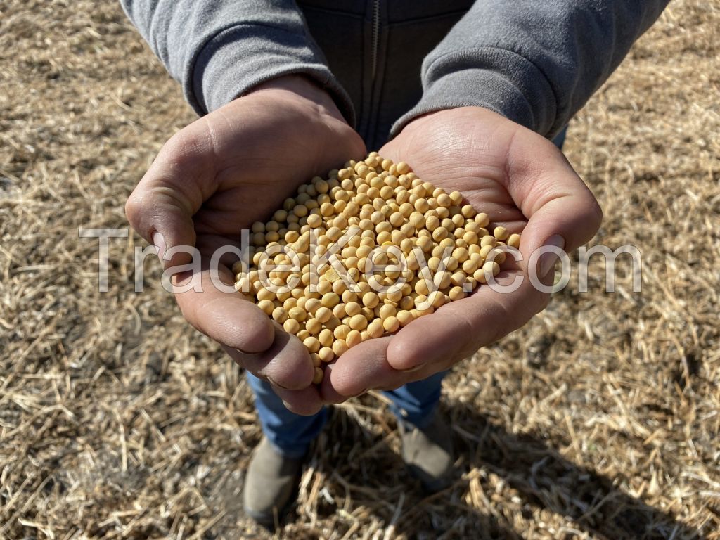 Buy  High Quality Premium Natural and Non- GMO Yellow Soybean Seeds / Soya Bean /Soy Beans