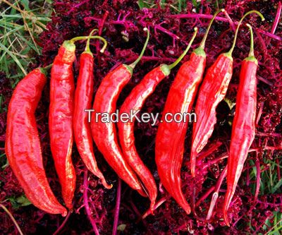 Verious Pepper Seeds for Sale .
