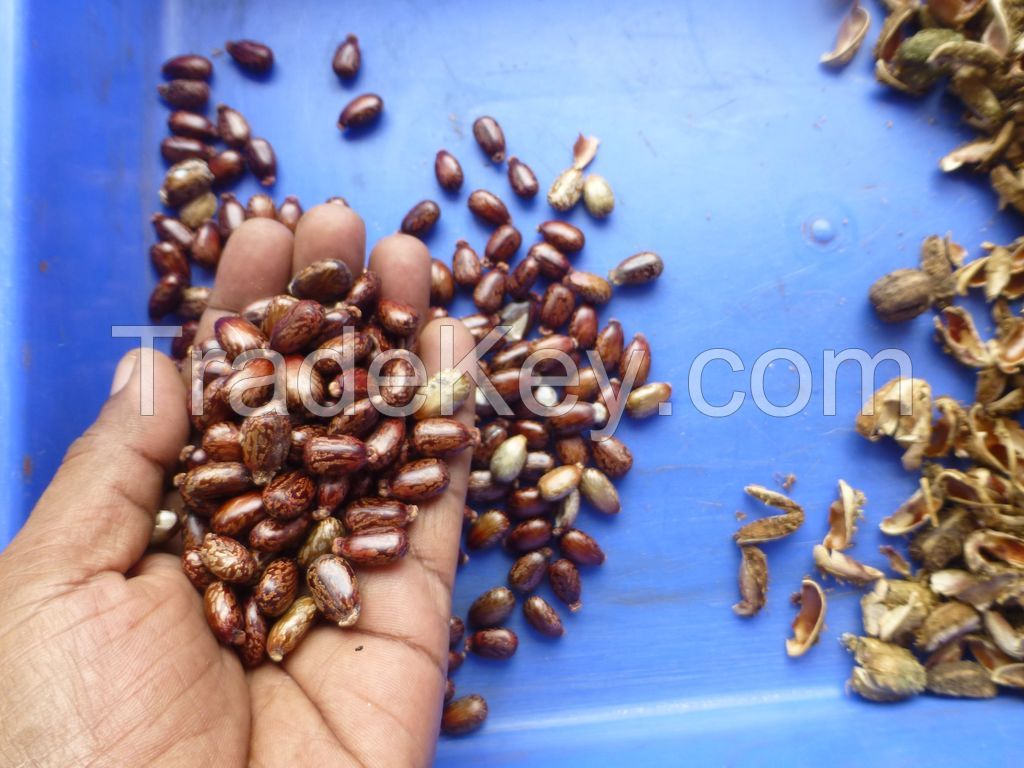 Castor seed availbale