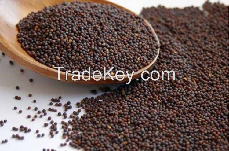 High Quality MUSTARD SEEDS