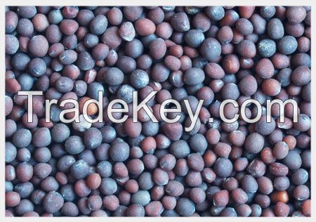 High Quality CANOLA SEEDS