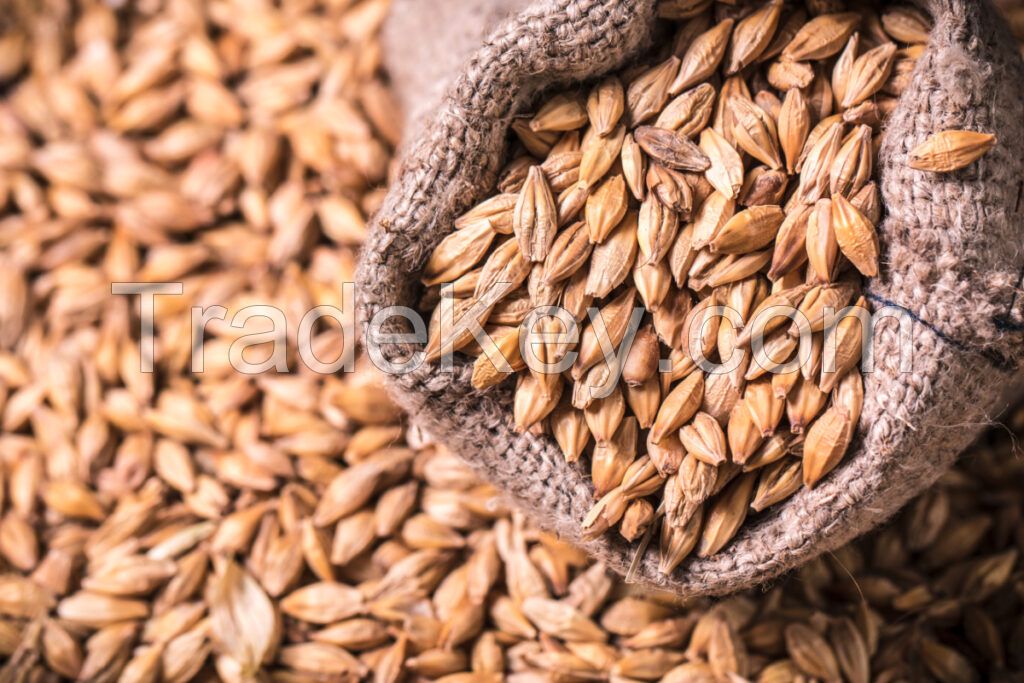 High Quality BARLEY