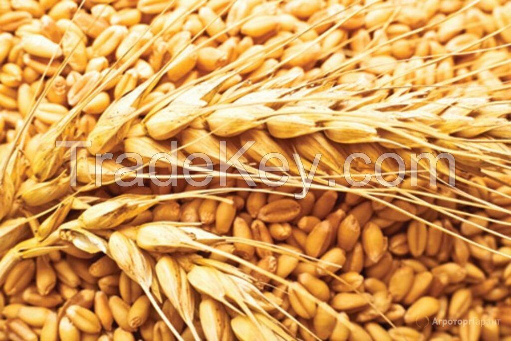 High Quality WHEAT