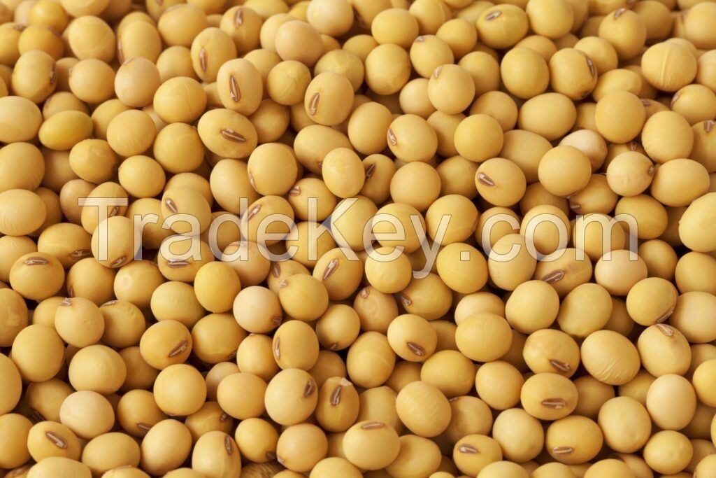 High Quality SOY