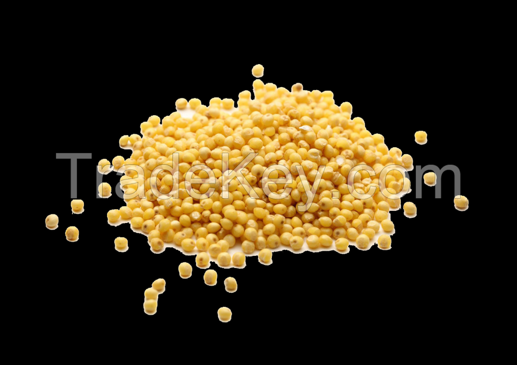 High Quality MILLET