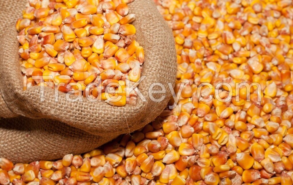 High Quality CORN