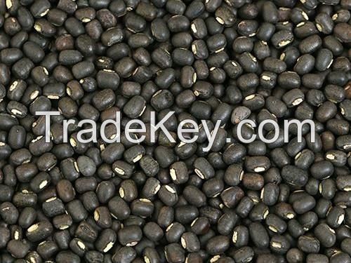 High Quality URAD WHOLE