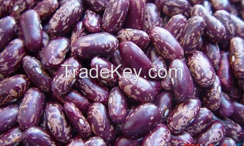 High Quality PURPLE SPECKLED KIDNEY BEANS