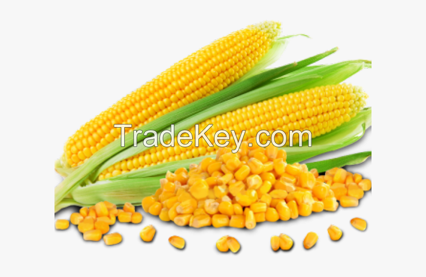 High Quality CORN