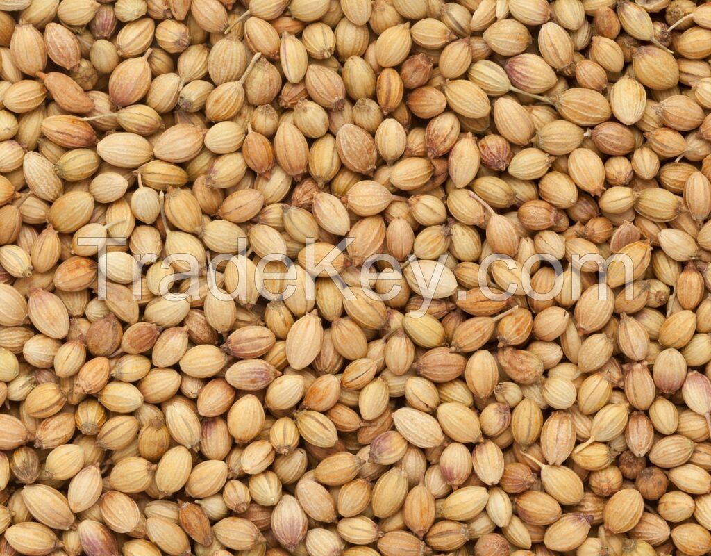 High Quality CORIANDER SEEDS