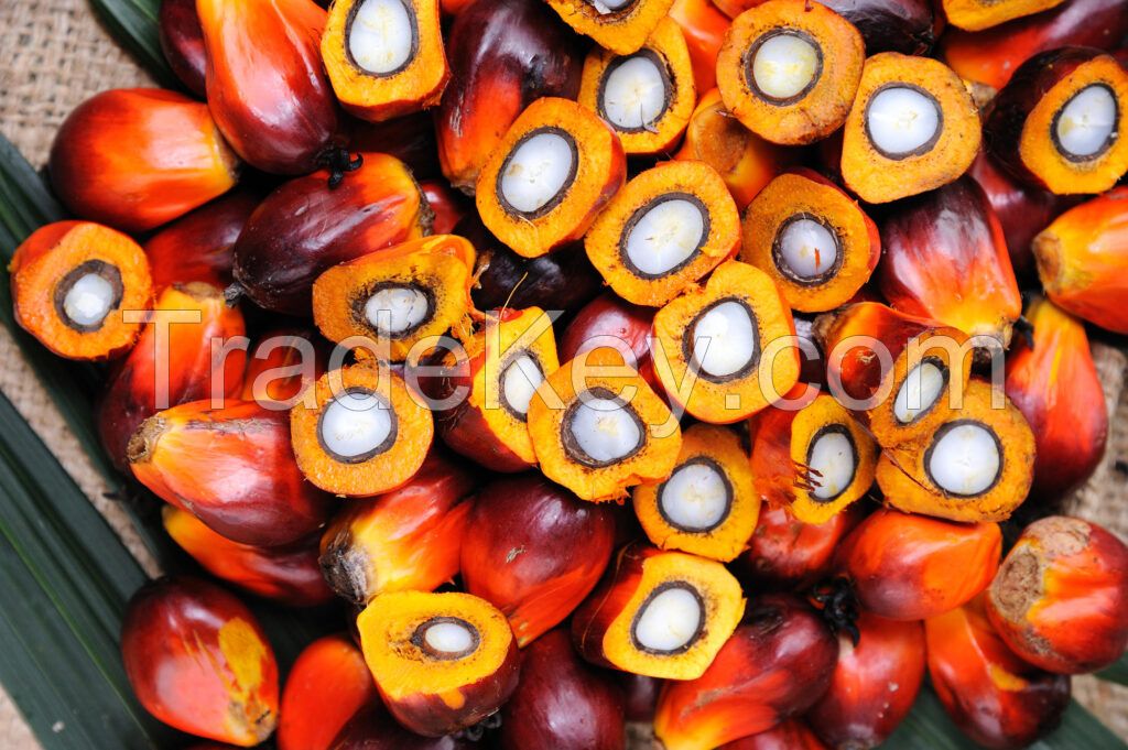 High Quality PALM OIL