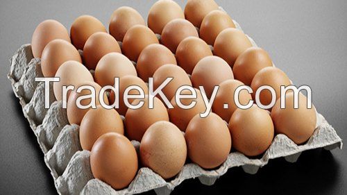 High Quality CHICKEN EGGS