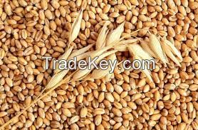 Barley food, sorghum, wheat, yellow corn