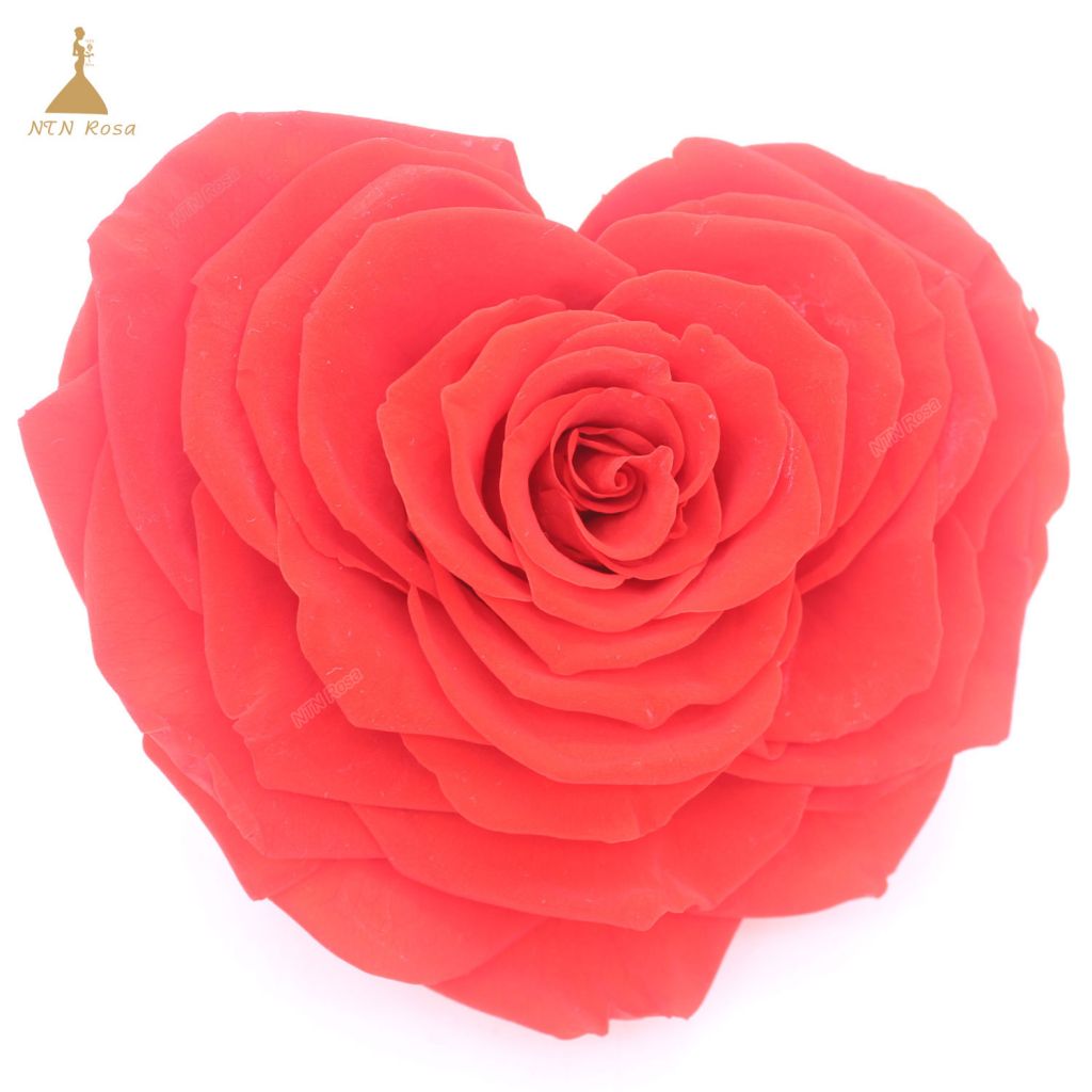 Factory Supply Best Selling Red Preserved Roses