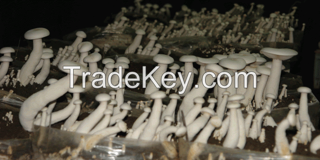 Organic milky mushrooms