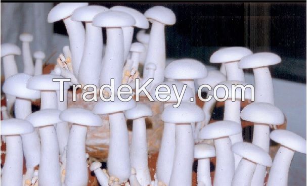 Organic milky mushrooms