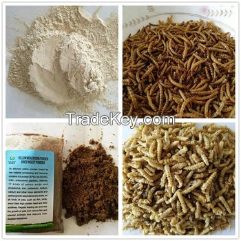 mealworm oil