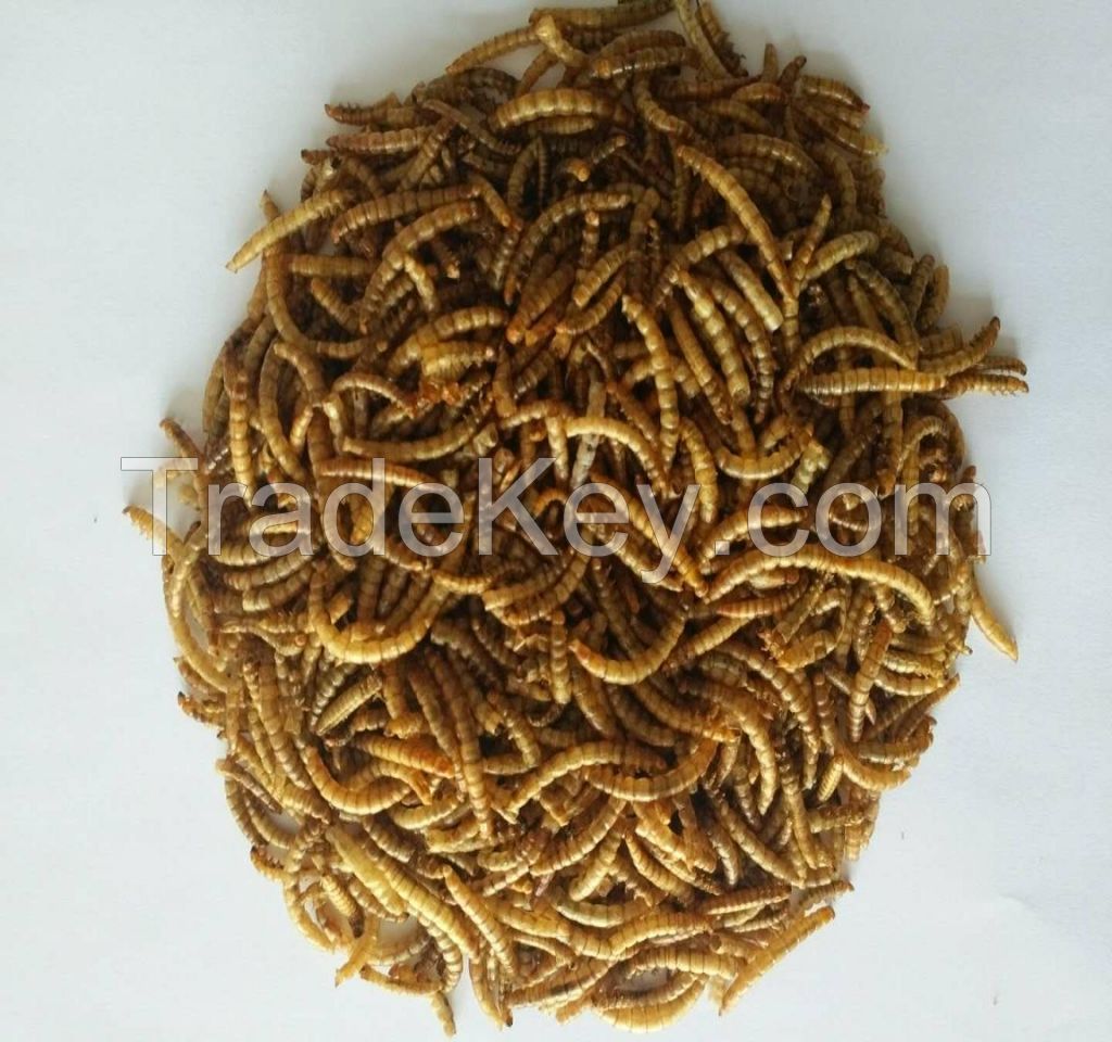 dried mealworms