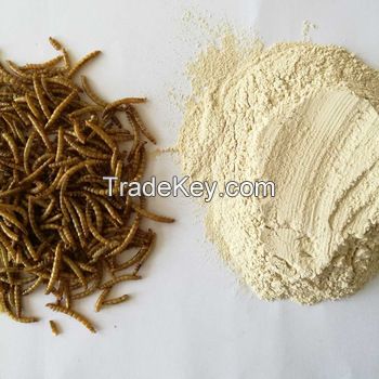 mealworm oil