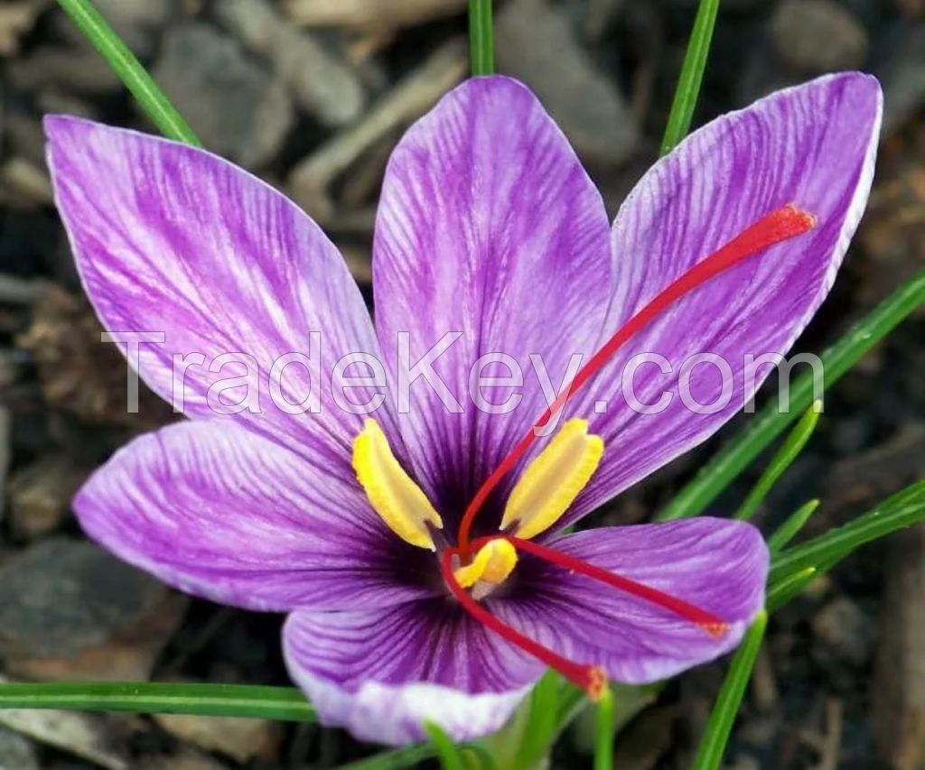 100% Pure Organic Persian Saffron