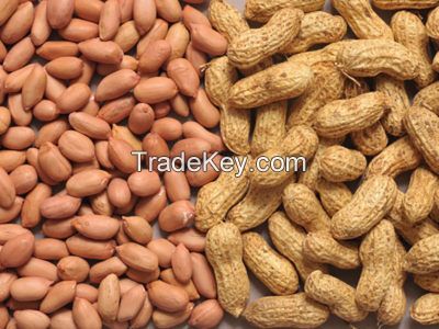 Indian Peanut kernel 