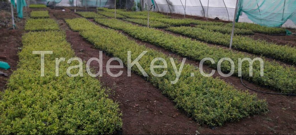 pomegranate plants