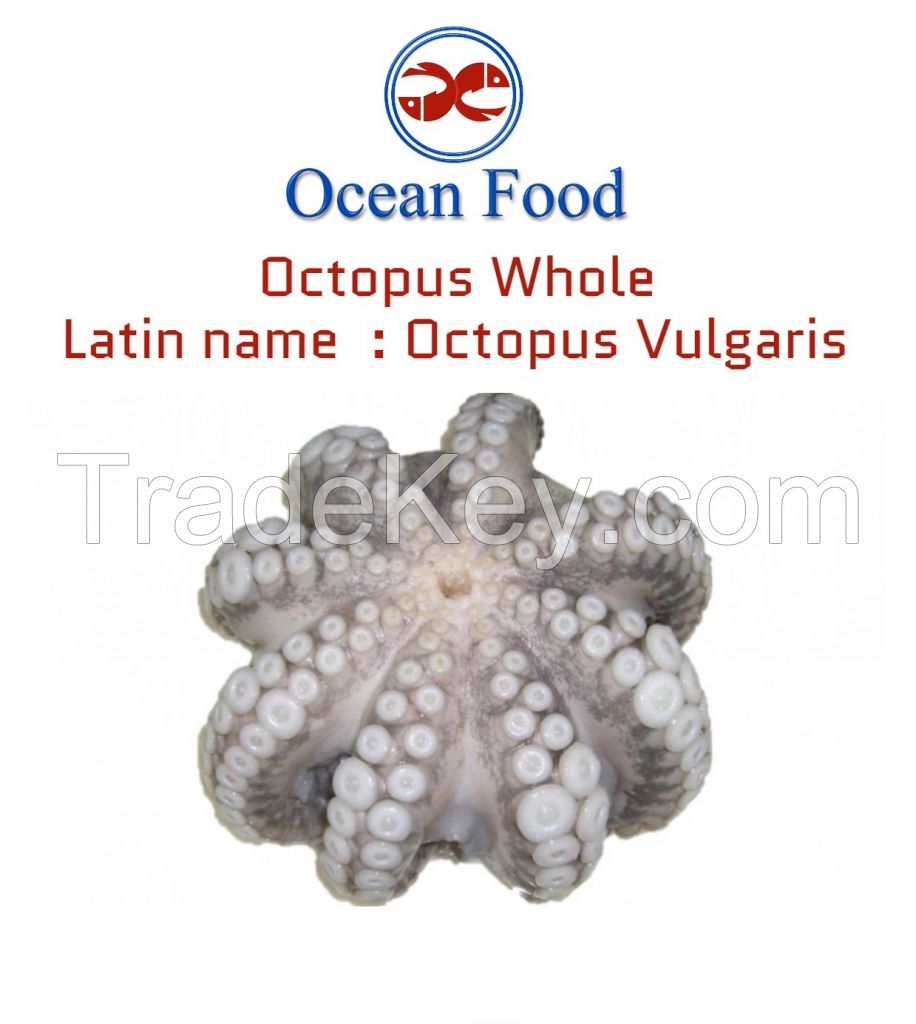 Octopus